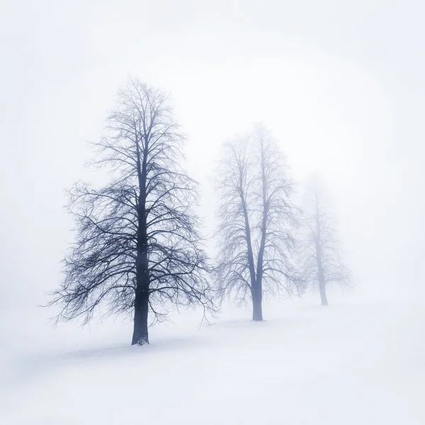 Winter bomen in de mist — Stockfoto