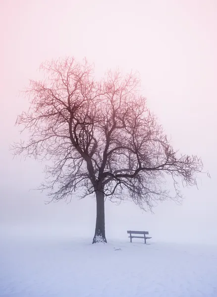 Árvore de inverno no nevoeiro ao nascer do sol — Fotografia de Stock