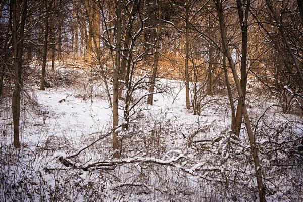 Vinterskog — Stockfoto