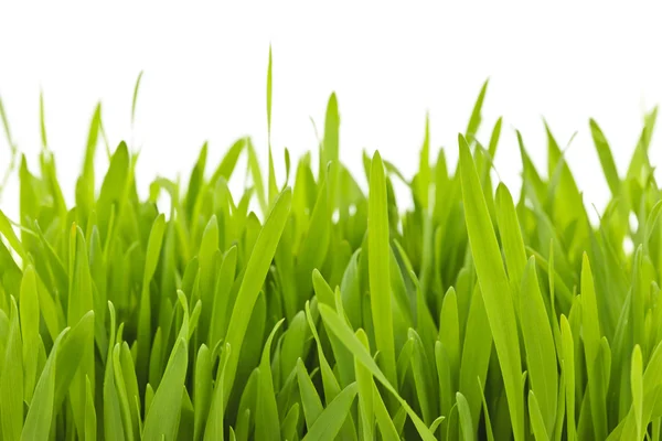 Lâminas de grama verde fronteira — Fotografia de Stock