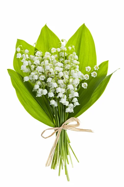 Lily-of-the-valley flowers on white — Stock Photo, Image