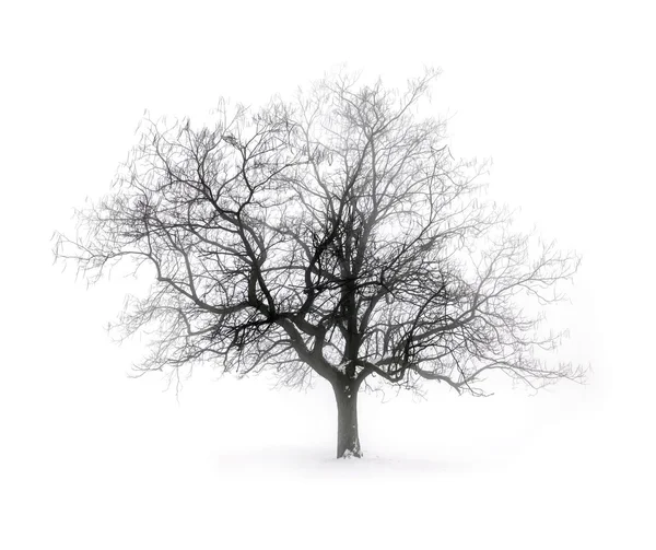 Winter tree in fog — Stock Photo, Image