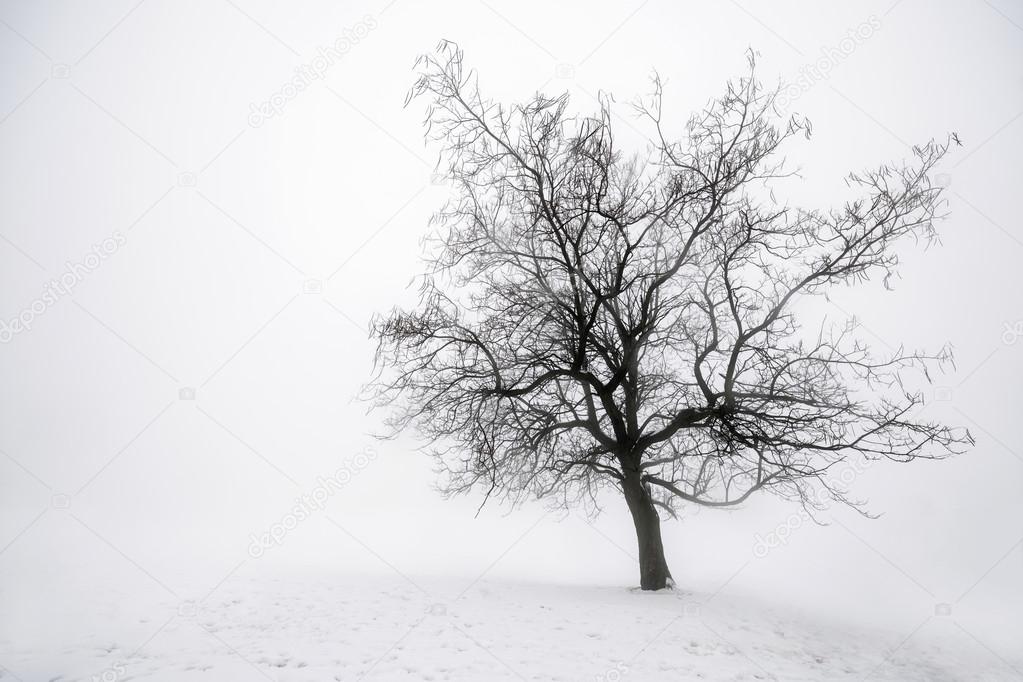 Winter tree in fog