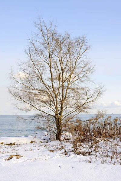 Зимнее дерево на берегу — стоковое фото