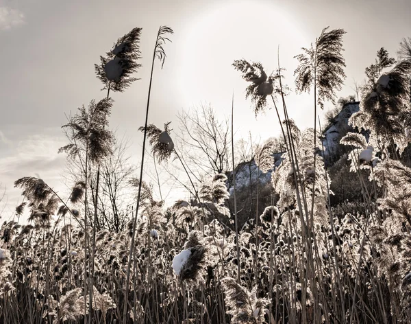 Backlit winter reeds — Stock Photo, Image