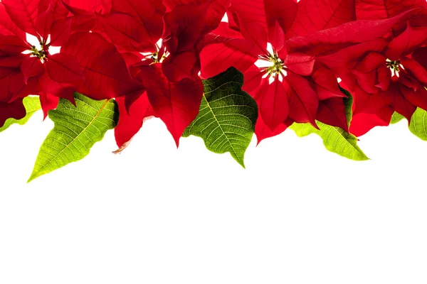 Bordo natalizio con poinsettie rosse — Foto Stock