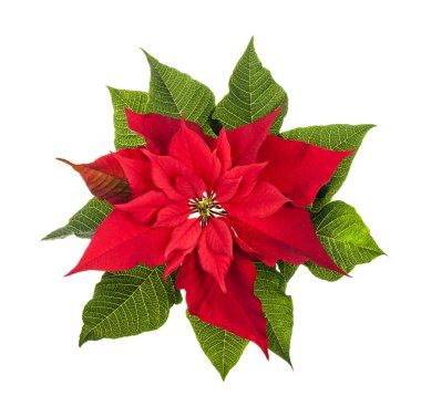 Christmas poinsettia plant isolated on white clipart