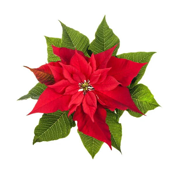 Natal poinsettia planta isolada em branco — Fotografia de Stock