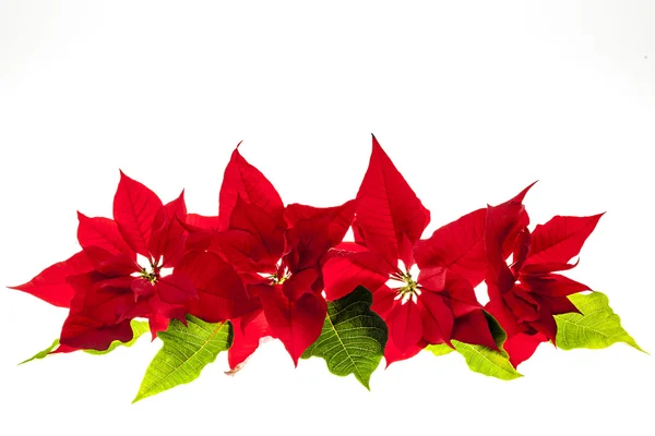 Noel poinsettias ile düzenleme — Stok fotoğraf