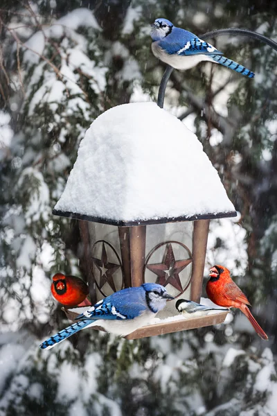 Aves no alimentador de pássaros no inverno — Fotografia de Stock