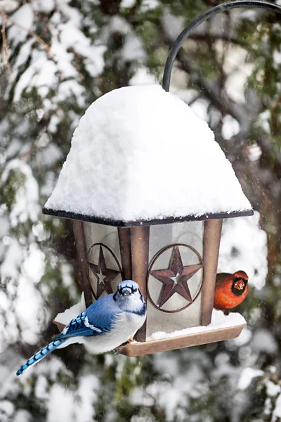 Aves en alimentador de aves en invierno — Foto de Stock