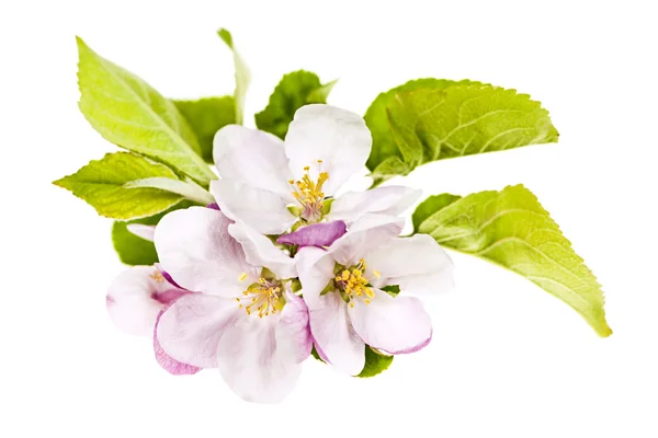 Flores de maçã rosa — Fotografia de Stock