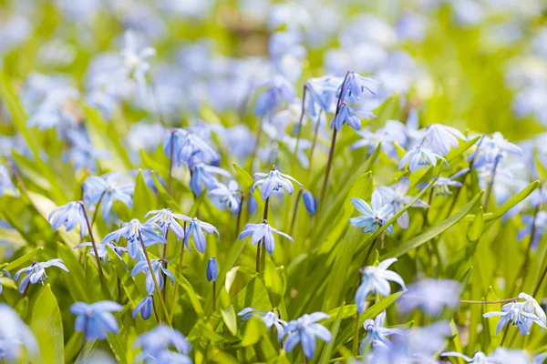 Frühling blaue Blumen Herrlichkeit-des-Schnees — Stockfoto