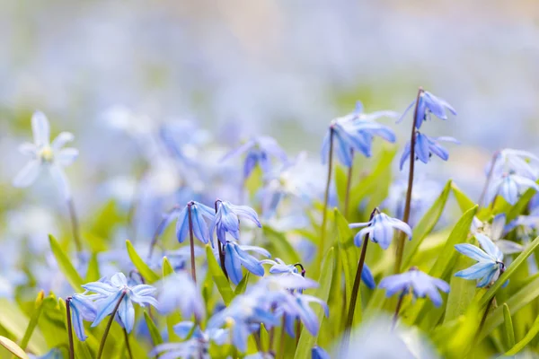 Printemps fleurs bleues gloire de la neige — Photo