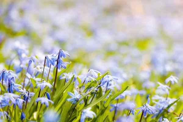 Printemps fleurs bleues gloire de la neige — Photo