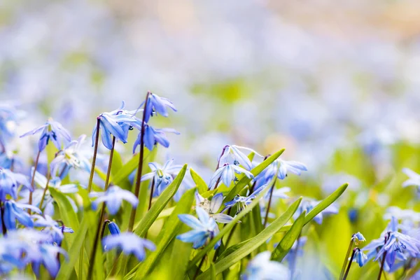 Primavera flores azules gloria de la nieve — Foto de Stock