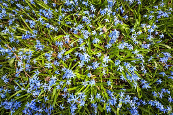 Printemps fleurs bleues gloire de la neige — Photo