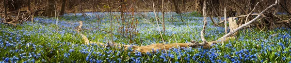 Alfombra de flores azules en bosque de primavera —  Fotos de Stock