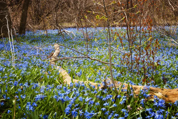 Primavera flores azuis glória-da-neve — Fotografia de Stock