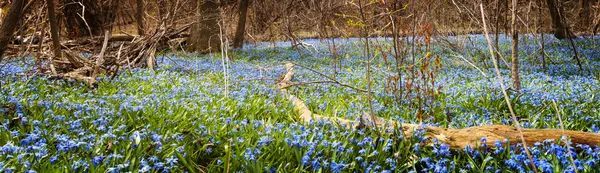 Tappeto di fiori blu nella foresta primaverile — Foto Stock