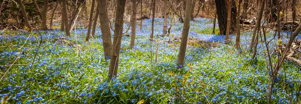 Matta av blå blommor i vår skog — Stockfoto