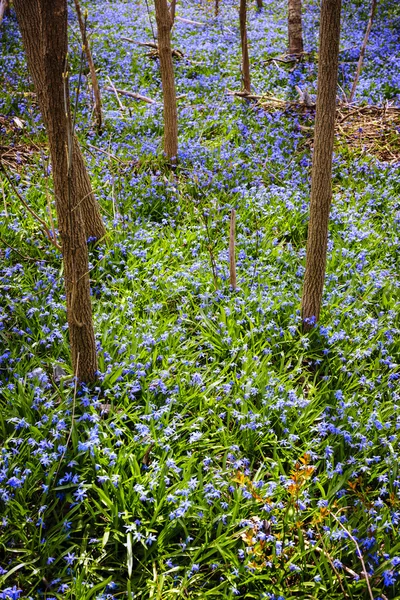 Prato primaverile con fiori blu gloria della neve — Foto Stock