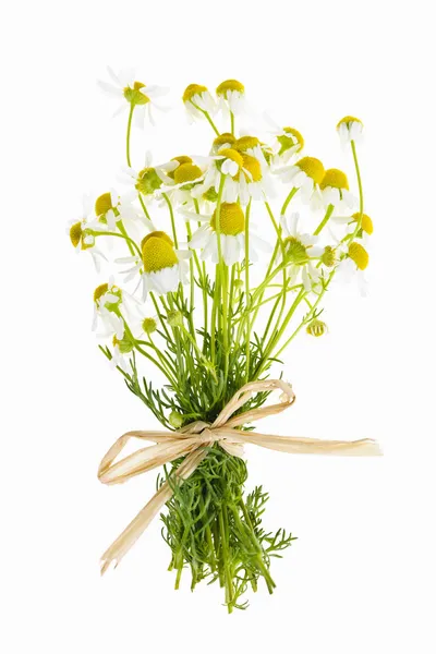 Chamomile flowers on white — Stock Photo, Image