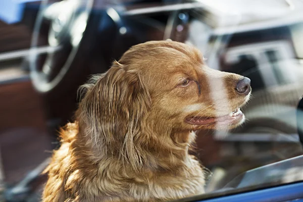Pies zablokowana w samochodzie — Zdjęcie stockowe