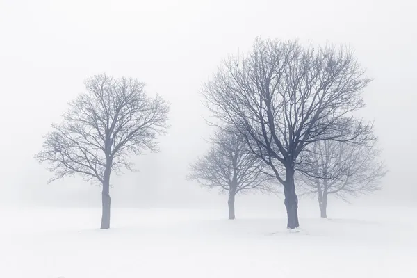冬の霧の中の木 — ストック写真