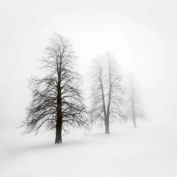 Χειμώνας και δέντρα στην ομίχλη — Φωτογραφία Αρχείου
