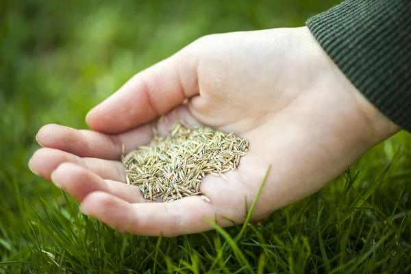 Hand met graszaad — Stockfoto