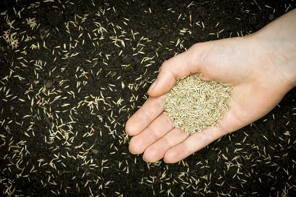 Hand holding grass seed — Stock Photo, Image