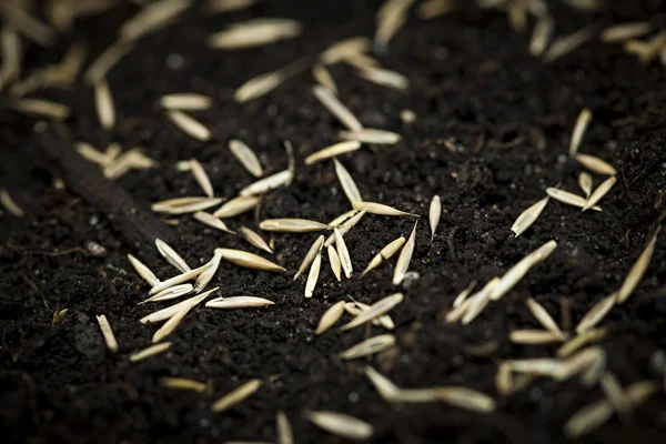 Travních semen v půdě — Stock fotografie