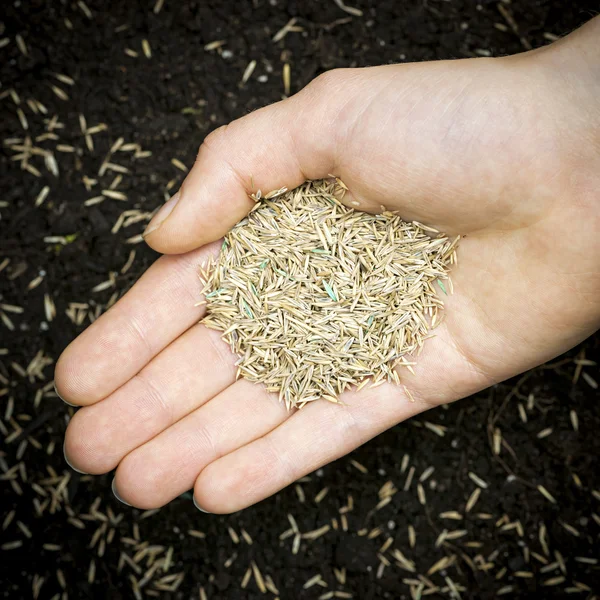 Hand holding grass seed