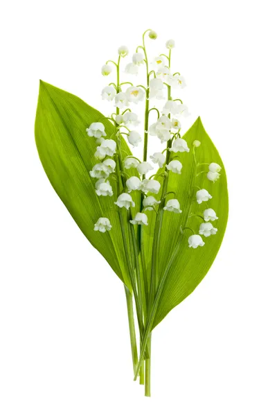 Lily-av-den-dalen blommor på vit — Stockfoto