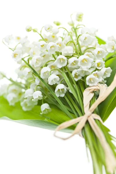 Lily-av-den-dalen blommor på vit — Stockfoto