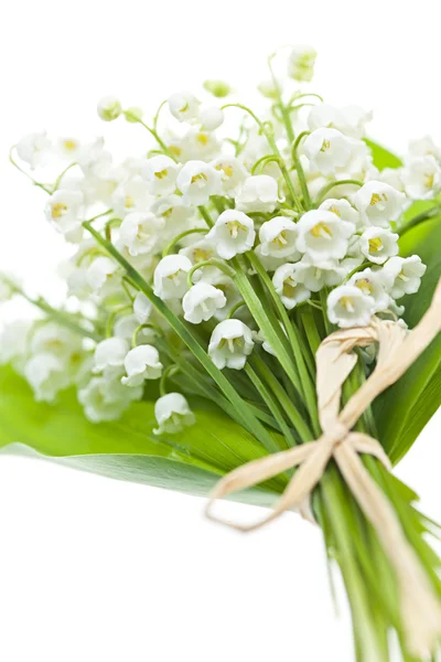 Flores de lirio del valle en blanco — Foto de Stock