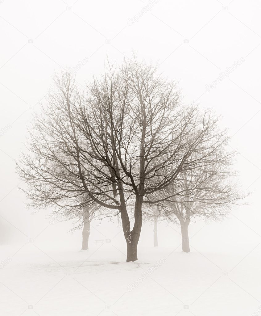 Winter trees in fog