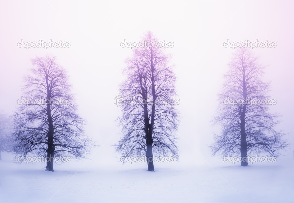 Winter trees in fog at sunrise