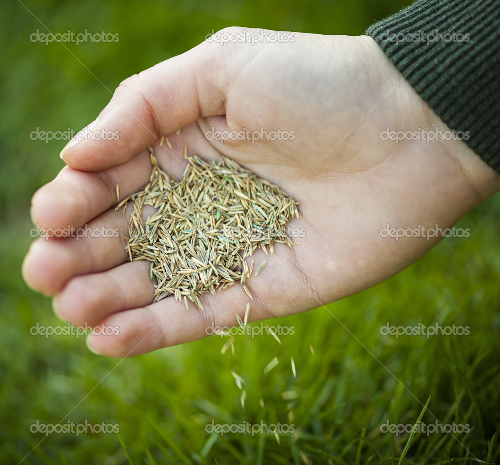 Hand planting grass seeds Stock Photo by ©elenathewise 27914263