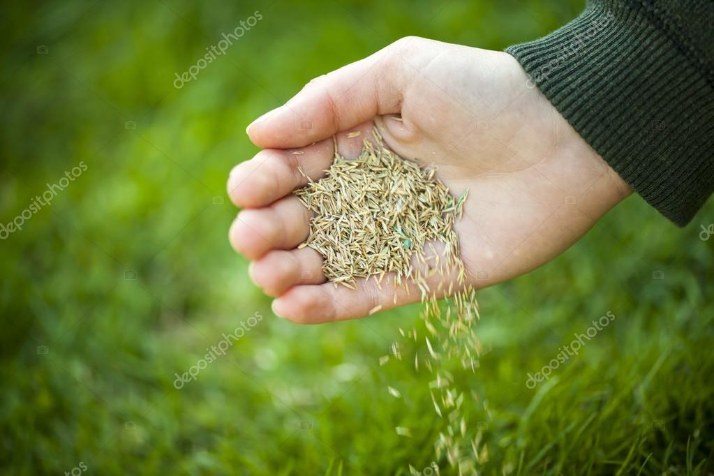 M o de plantar sementes de grama fotografias de stock elenathewise