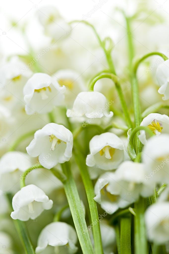 Lily-of-the-valley flowers
