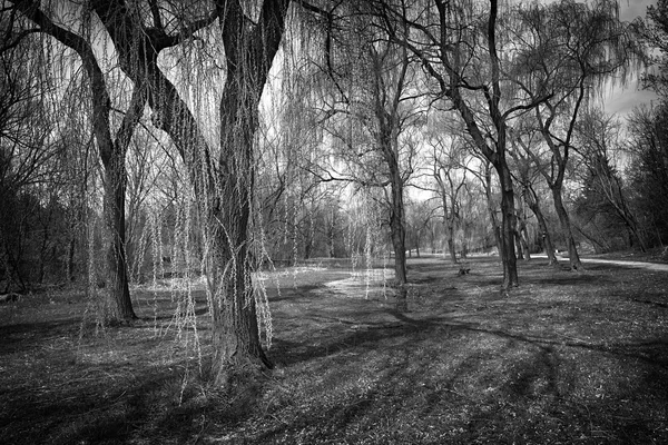 Willows in spring park — Stock Photo, Image