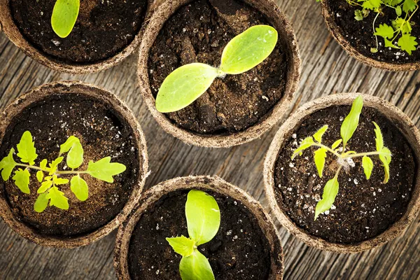 Seedlings growing in peat moss pots — Stock Photo, Image