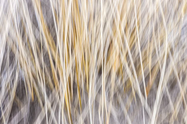 Zimní trávy abstrakt — Stock fotografie