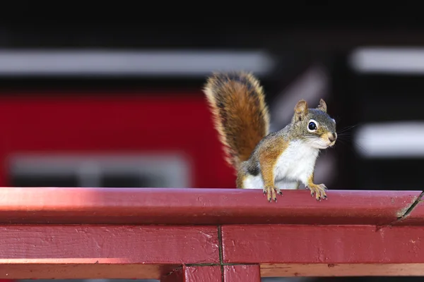 Tree squirrel on red railing — Stock Photo, Image