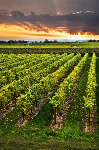 Vineyard at sunset — Stock Photo, Image
