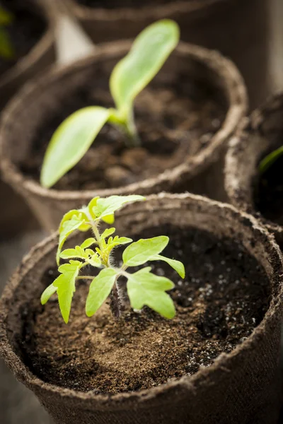 Seedlings growing in peat moss pots — Stock Photo, Image