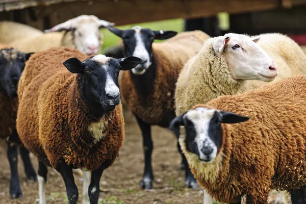 Ovce na farmě — Stock fotografie