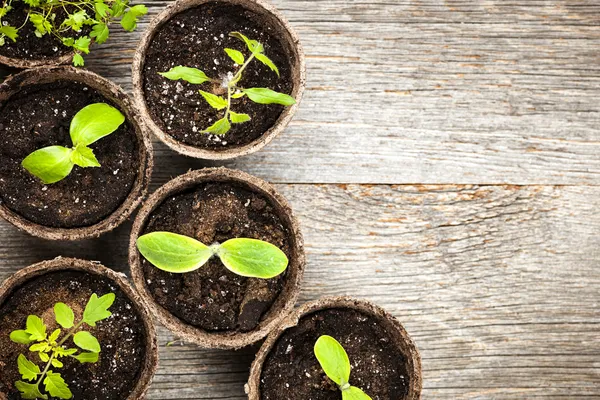 Seedlings growing in peat moss pots — Stock Photo, Image